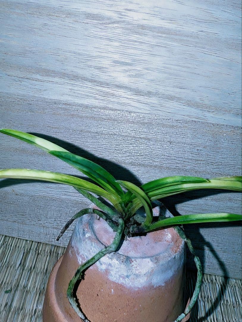 [年末大感謝祭東京土産編激安!!]富貴蘭　霧雲