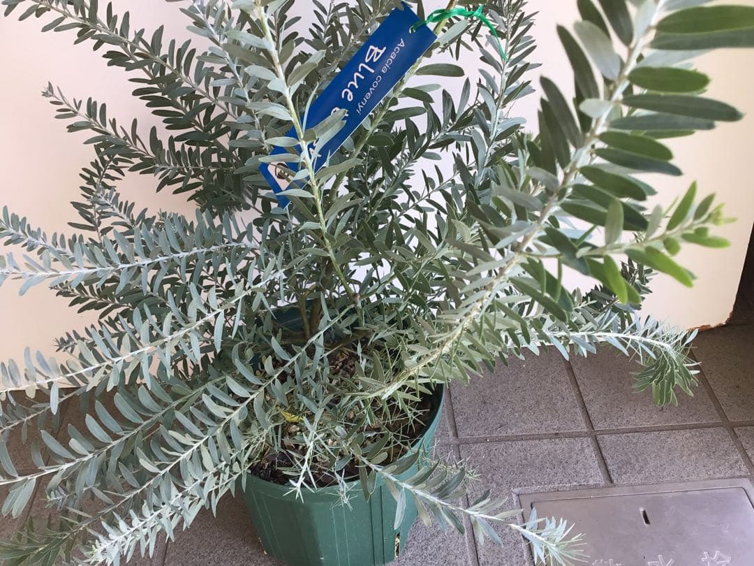 tm13お纏め商品‼︎ アカシア・ブルーブッシュ７号鉢3個セット