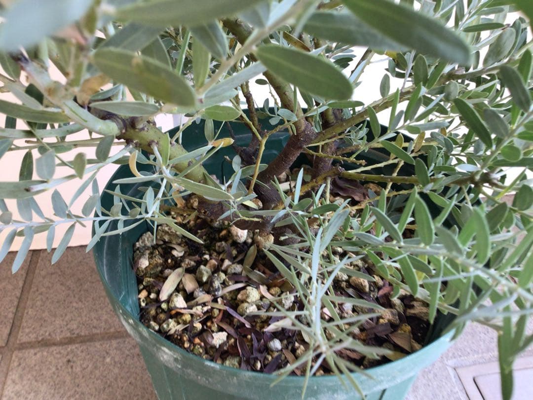 tm13お纏め商品‼︎ アカシア・ブルーブッシュ７号鉢3個セット