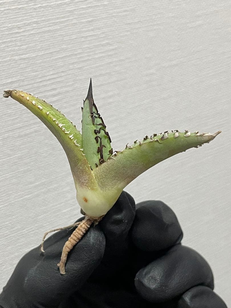 ジェレミー産Hidden Agaveアガベ ホワイトファング&クリープ