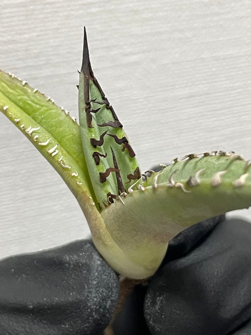 ジェレミー産Hidden Agaveアガベ ホワイトファング&クリープ