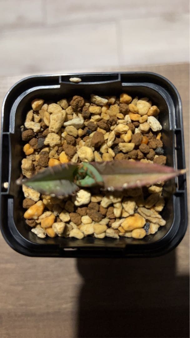 ジェレミー産Hidden Agaveアガベ ホワイトファング&クリープ