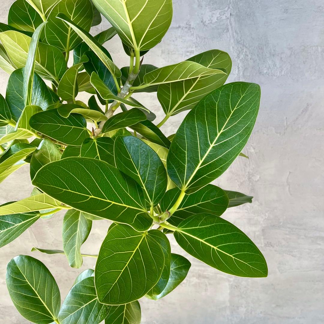 大型　フィカス　ベンガレンシス　曲がり仕立て　10号　陶器鉢　植え込み