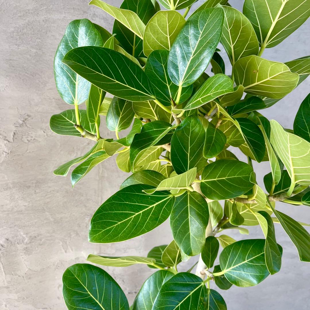 大型　フィカス　ベンガレンシス　曲がり仕立て　10号　陶器鉢　植え込み