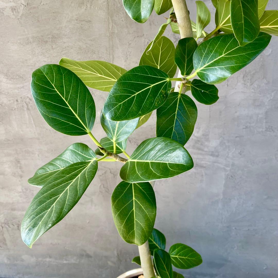 大型　フィカス　ベンガレンシス　曲がり仕立て　10号　陶器鉢　植え込み