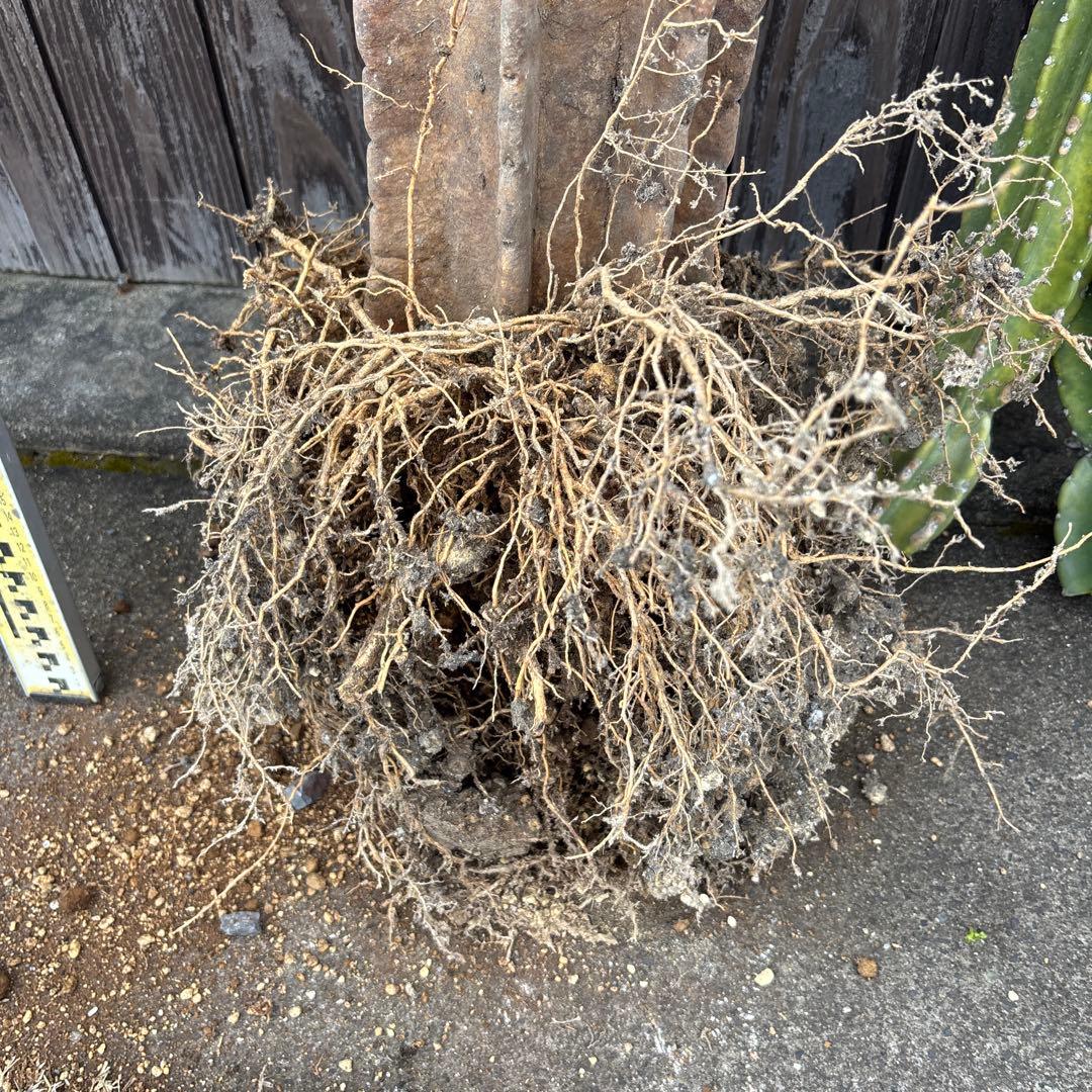 グ*ン様 売り切越冬済　シンボルツリーにどうぞ　柱サボテン　鬼面角　ドライガーデ