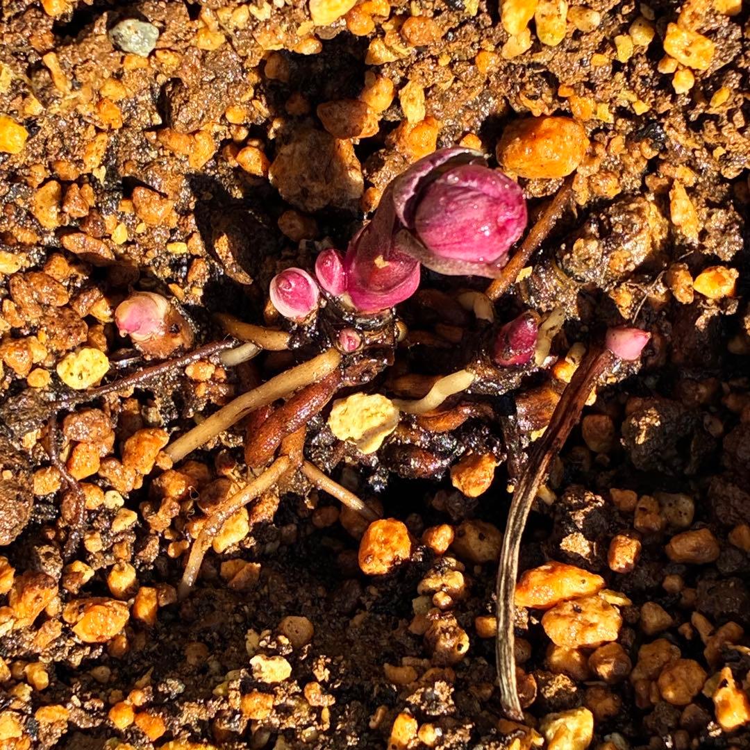 s*い様 ☘️蕾付き☘️沢山新芽3387⭐️BELCHERI⭐️PINK ICE