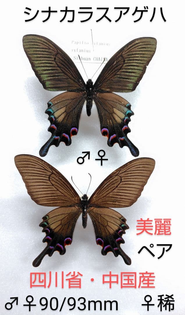 シナカラスアゲハ♂♀標本★四川省中国産★ 90/93mmペア美麗標本♀稀