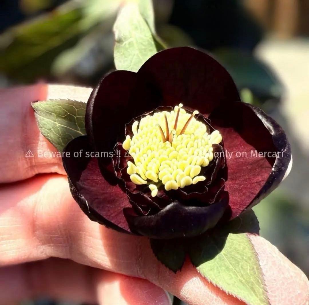 D*A様 ■加藤農園■ 今季株分け クリスマスローズ メルカリ便