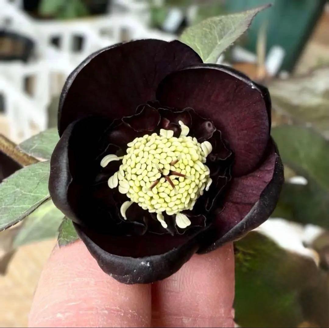 D*A様 ■加藤農園■ 今季株分け クリスマスローズ メルカリ便