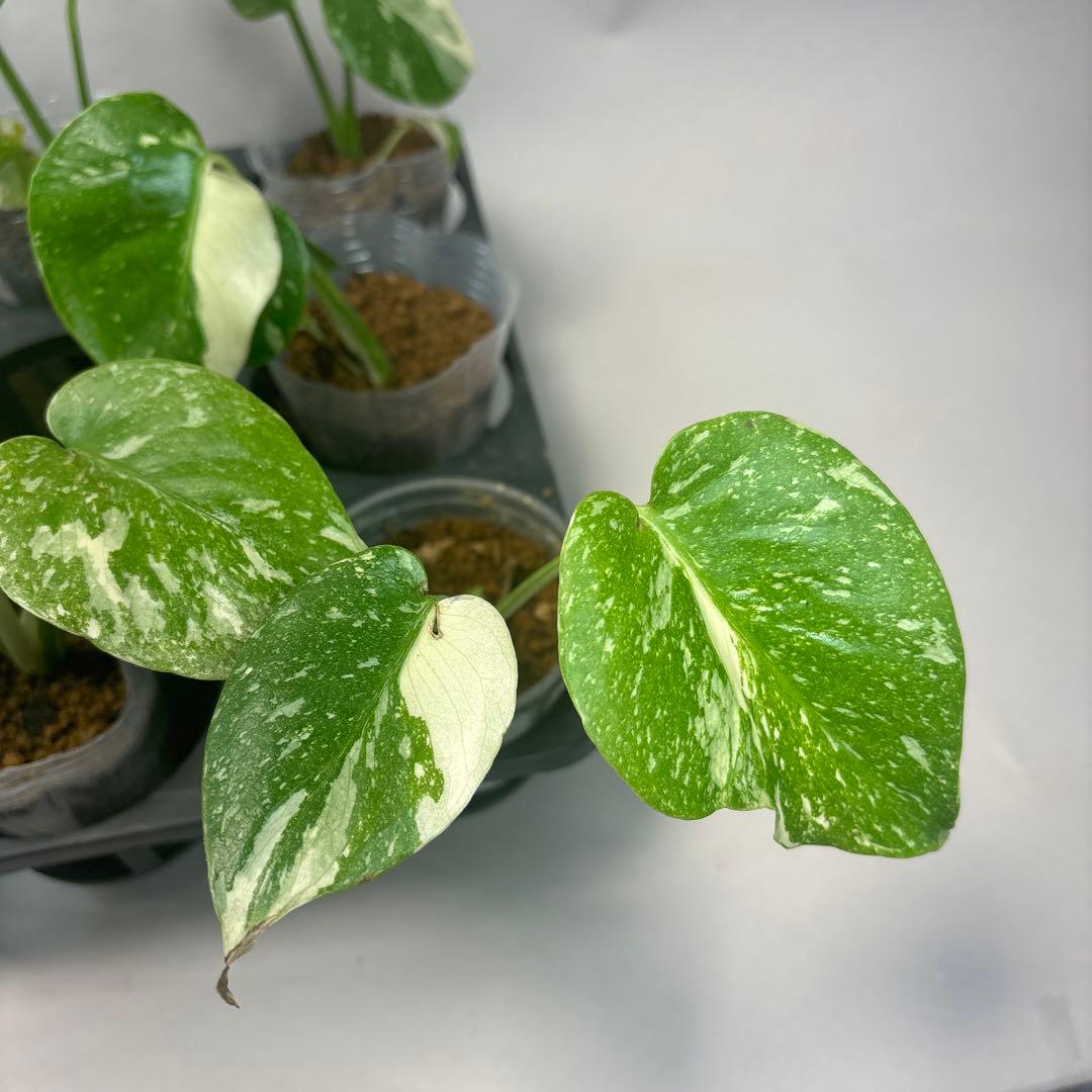 サ*イ様 10株セットms46【特別選抜】モンステラ・タイコンステレーション 斑