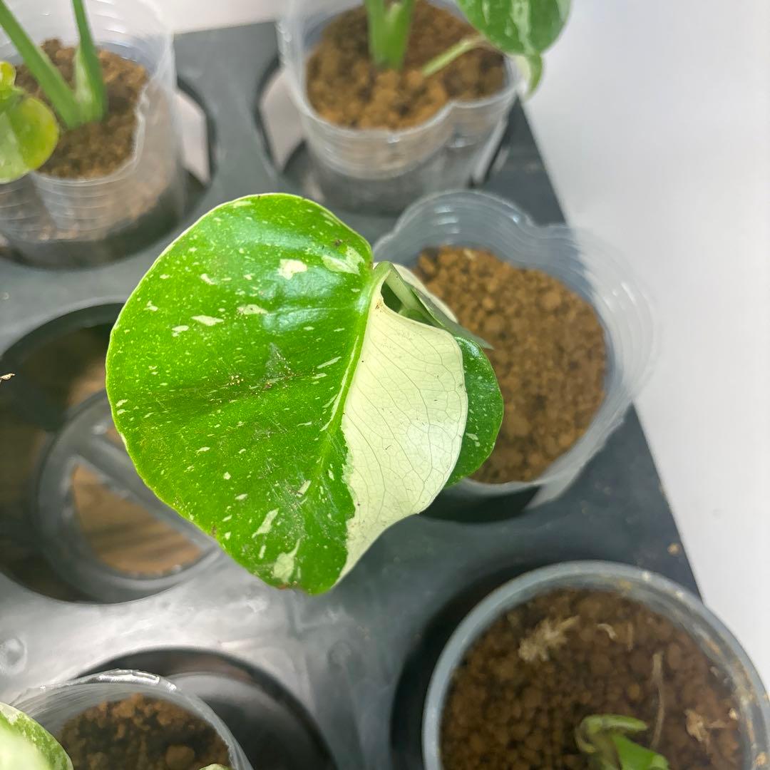 サ*イ様 10株セットms46【特別選抜】モンステラ・タイコンステレーション 斑