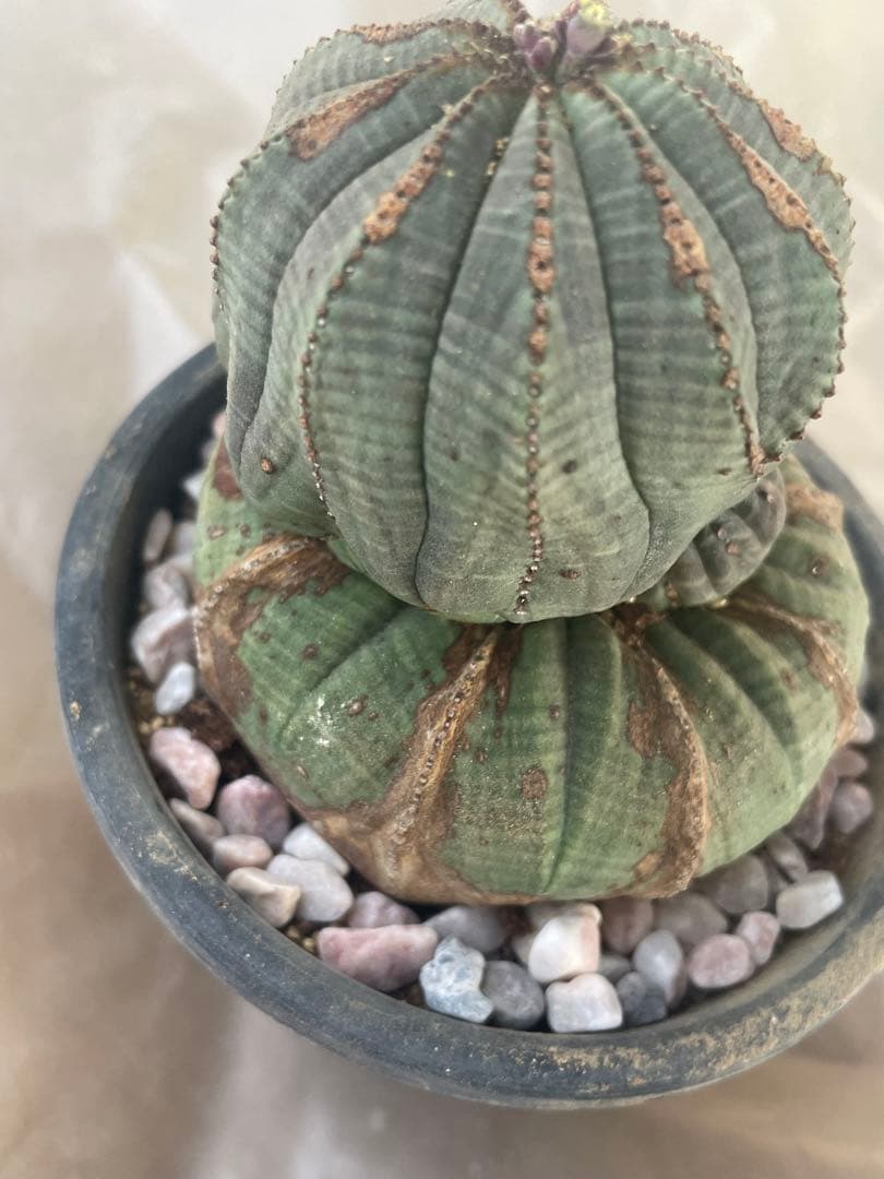 。*カ様 オベサ 4号サイズ