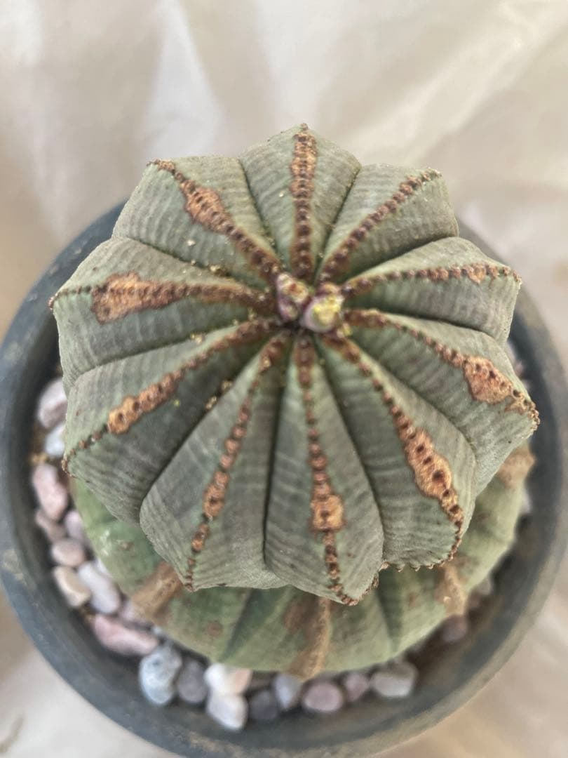 。*カ様 オベサ 4号サイズ