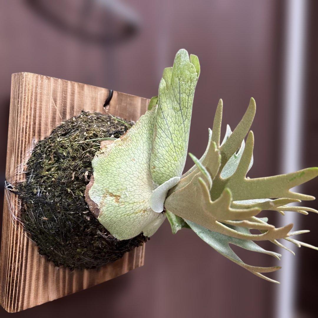 ビカクシダ　P.willinckii jade girl（晴花鹿苑）