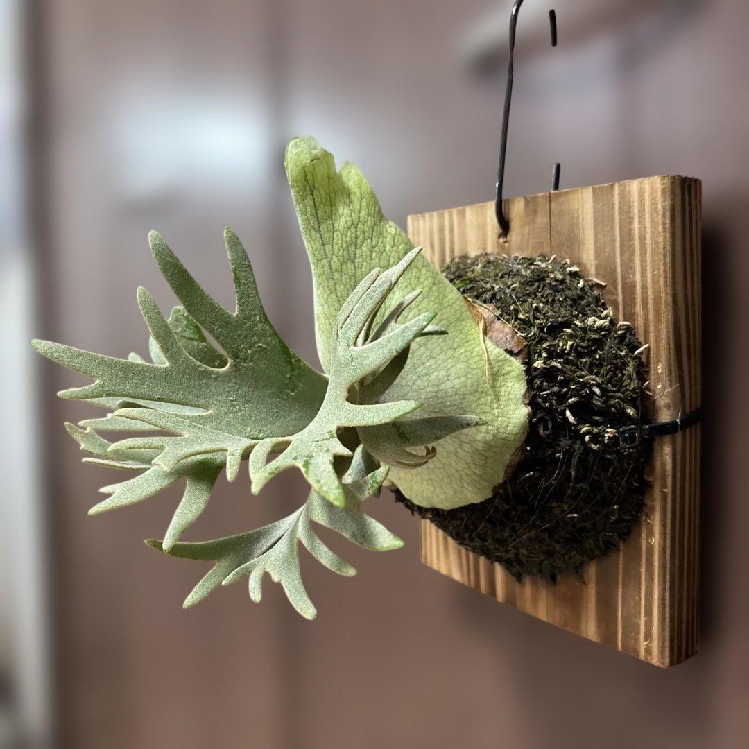 ビカクシダ　P.willinckii jade girl（晴花鹿苑）