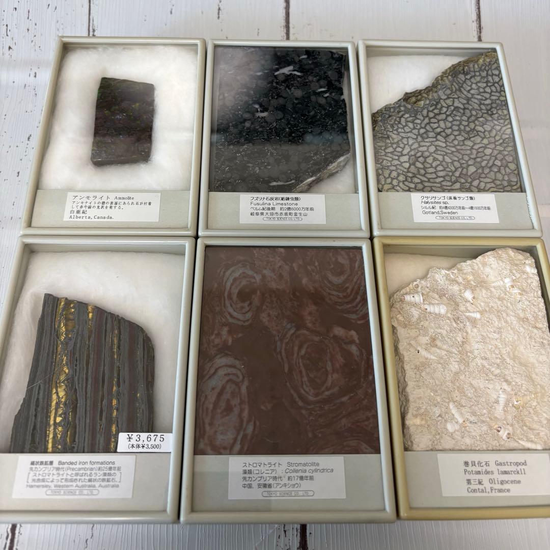 【美品】鉱物　サンゴ　化石　6点セット【総額 1万円以上】