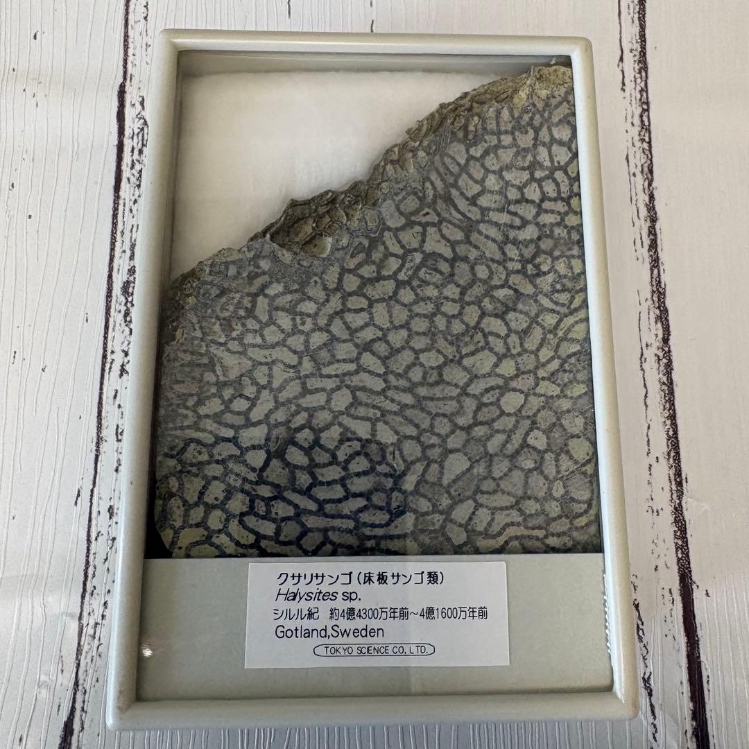 【美品】鉱物　サンゴ　化石　6点セット【総額 1万円以上】