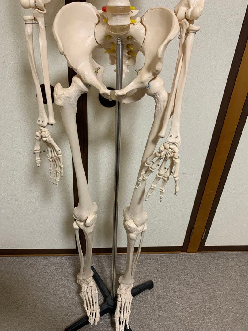人体模型 可動式170cm スタンド付き