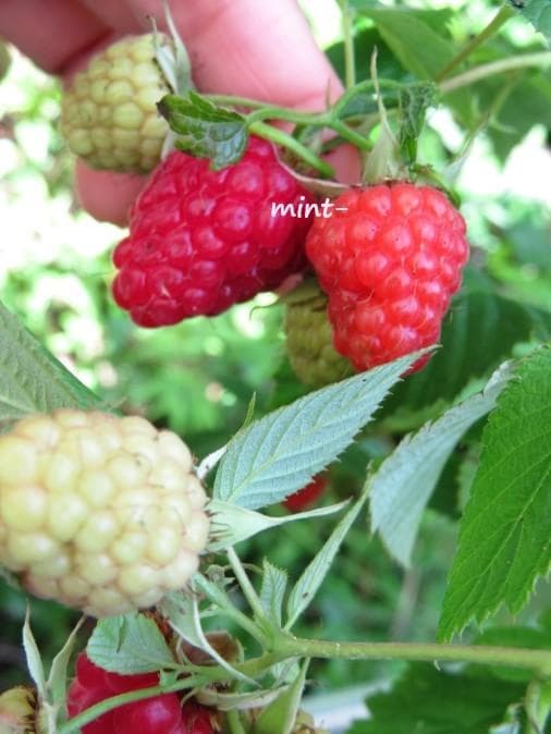 【hasemania様】ラズベリー苗 Tulameen（トゥラミーン）　大株