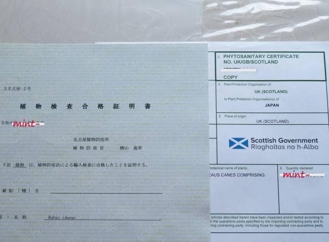 【hasemania様】ラズベリー苗 Tulameen（トゥラミーン）　大株