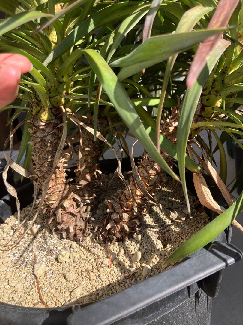 Y*S様 希少　ユッカ　ディスメティアーナ　12号鉢デスメティアーナ　三分等　ス