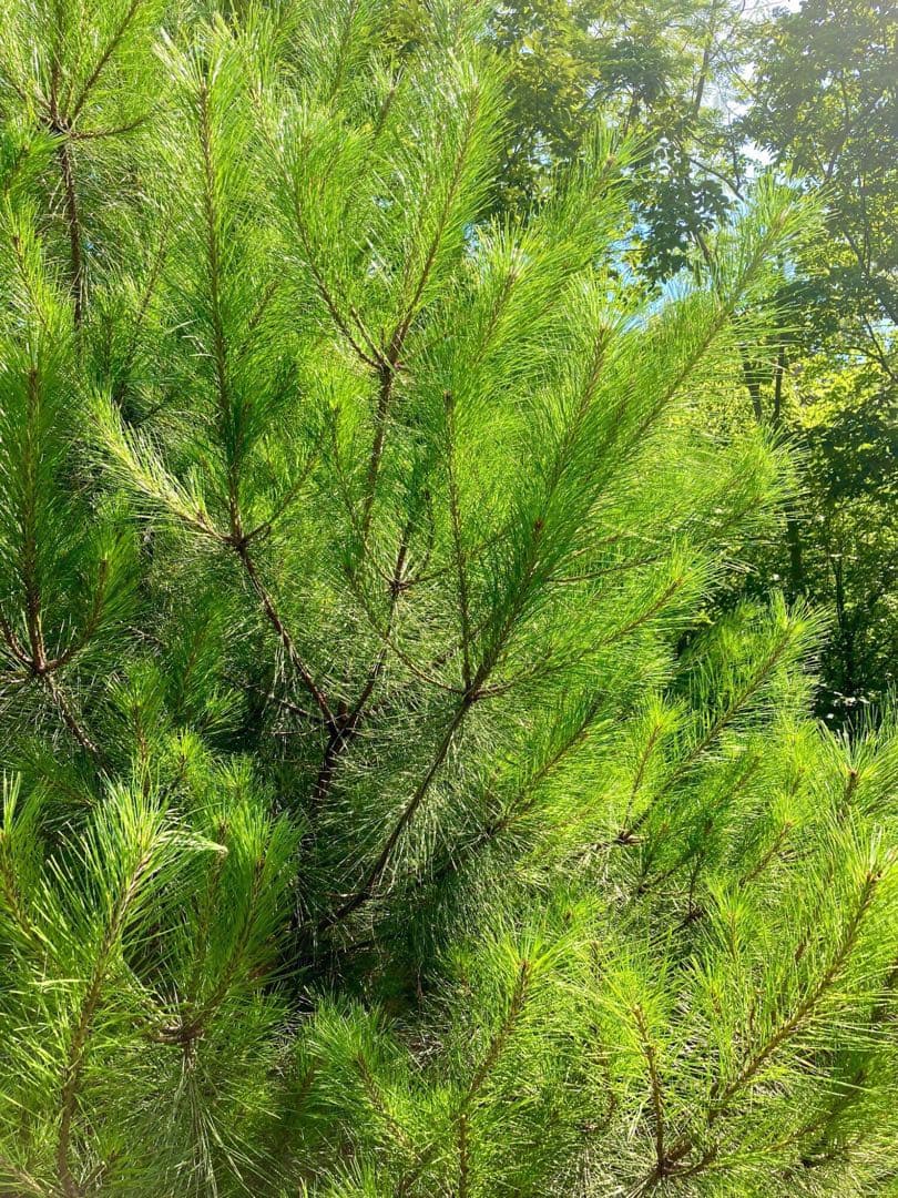 縁起風呂【天然松葉入浴剤＊松葉風呂＊乾燥松葉】増量10パック/季節の変わり目に！