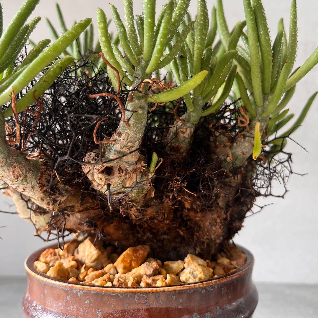 S*y様 大株　チレコドン　レティキュラータス　万物想　 現地球　発根済　陶器鉢