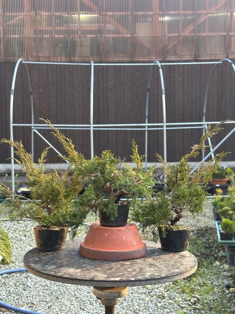 盆栽素材 糸魚川真柏3本まとめ売り