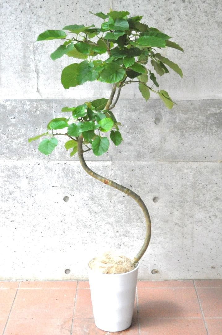 フィカス・ウンベラータ 8号 140cm S-shaped tree form