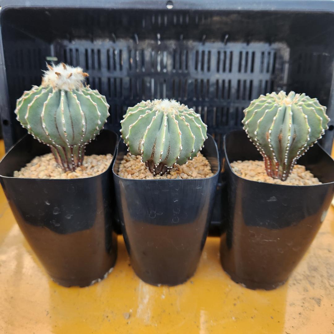 た*ん様 サボテン　ゲオヒントニアメキシカーナ