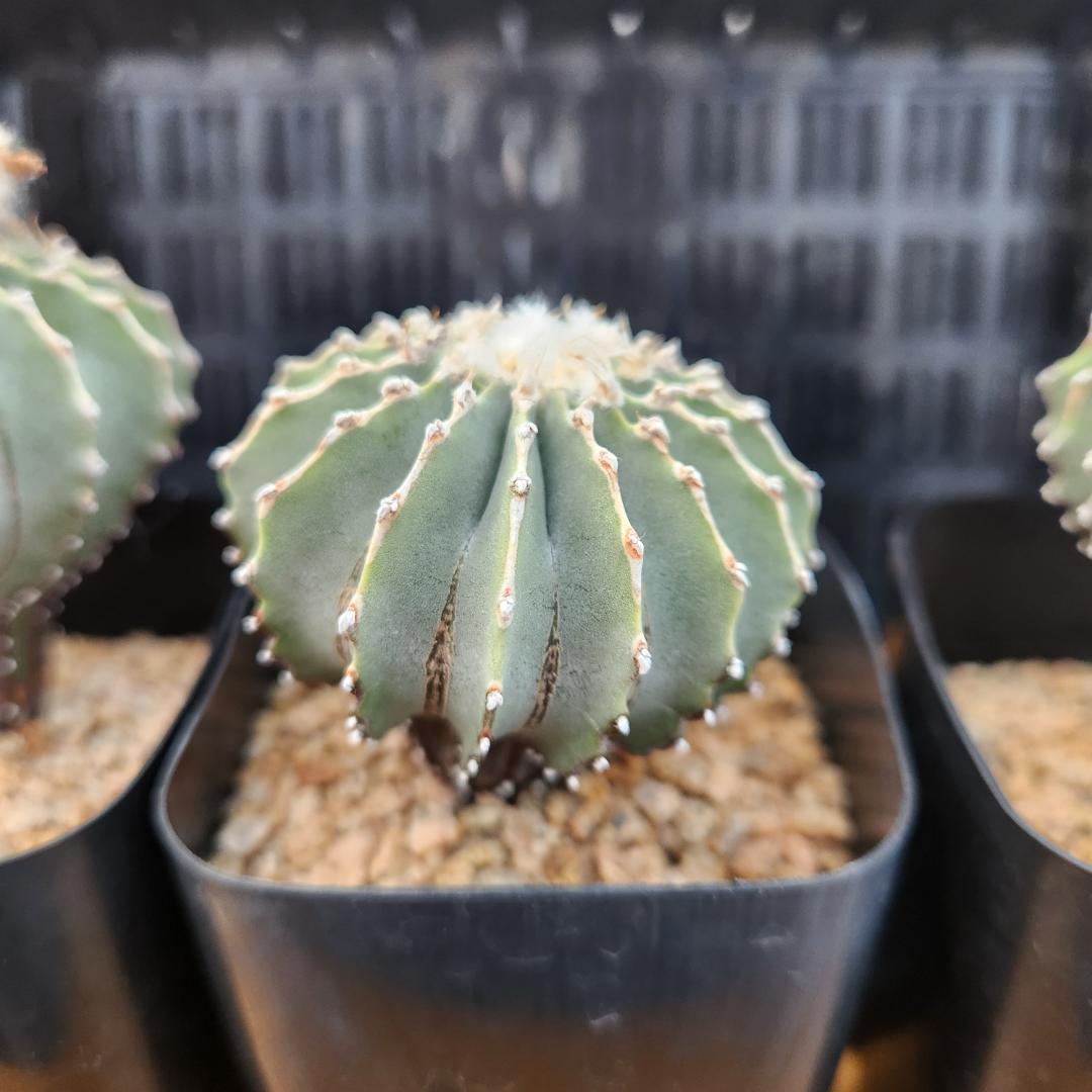 た*ん様 サボテン　ゲオヒントニアメキシカーナ