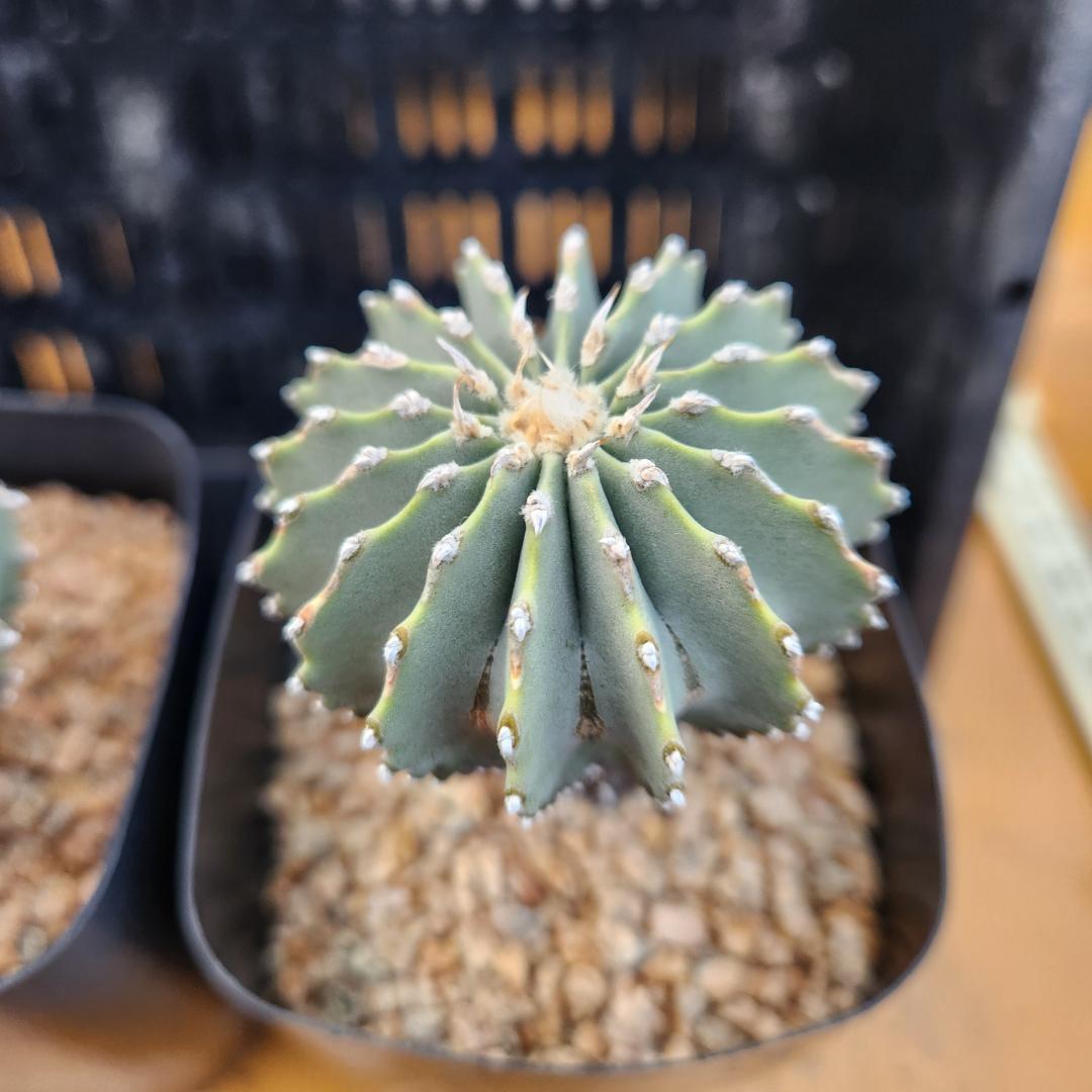 た*ん様 サボテン　ゲオヒントニアメキシカーナ