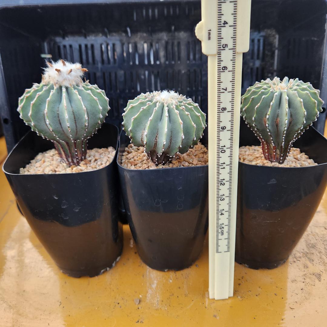 た*ん様 サボテン　ゲオヒントニアメキシカーナ