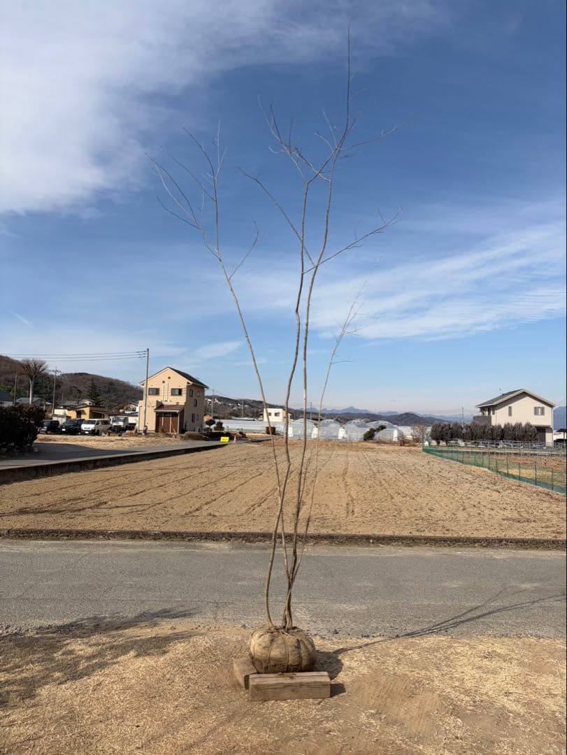 山採り アオダモ 株立ち 4本立ち 自然樹形