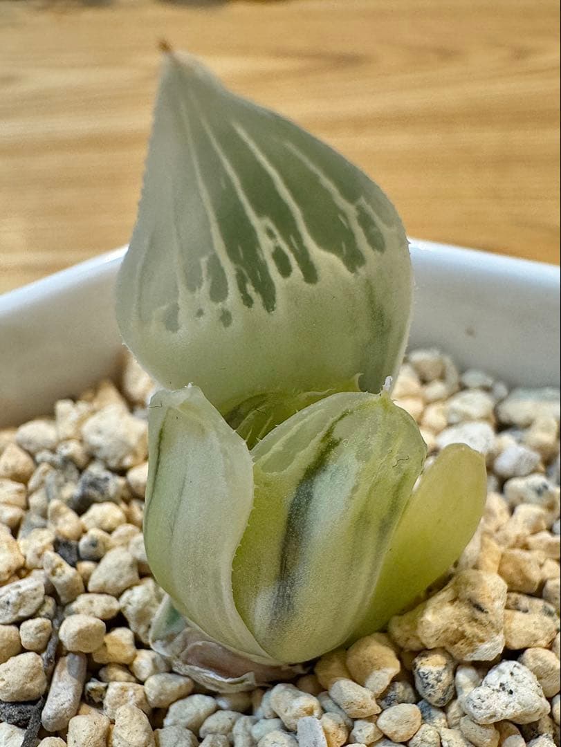 ハオルチア　白蛇伝　カキ仔　発根済み