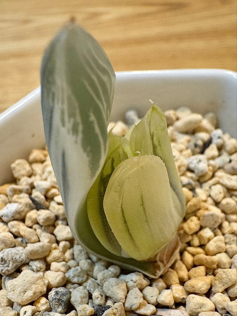 ハオルチア　白蛇伝　カキ仔　発根済み