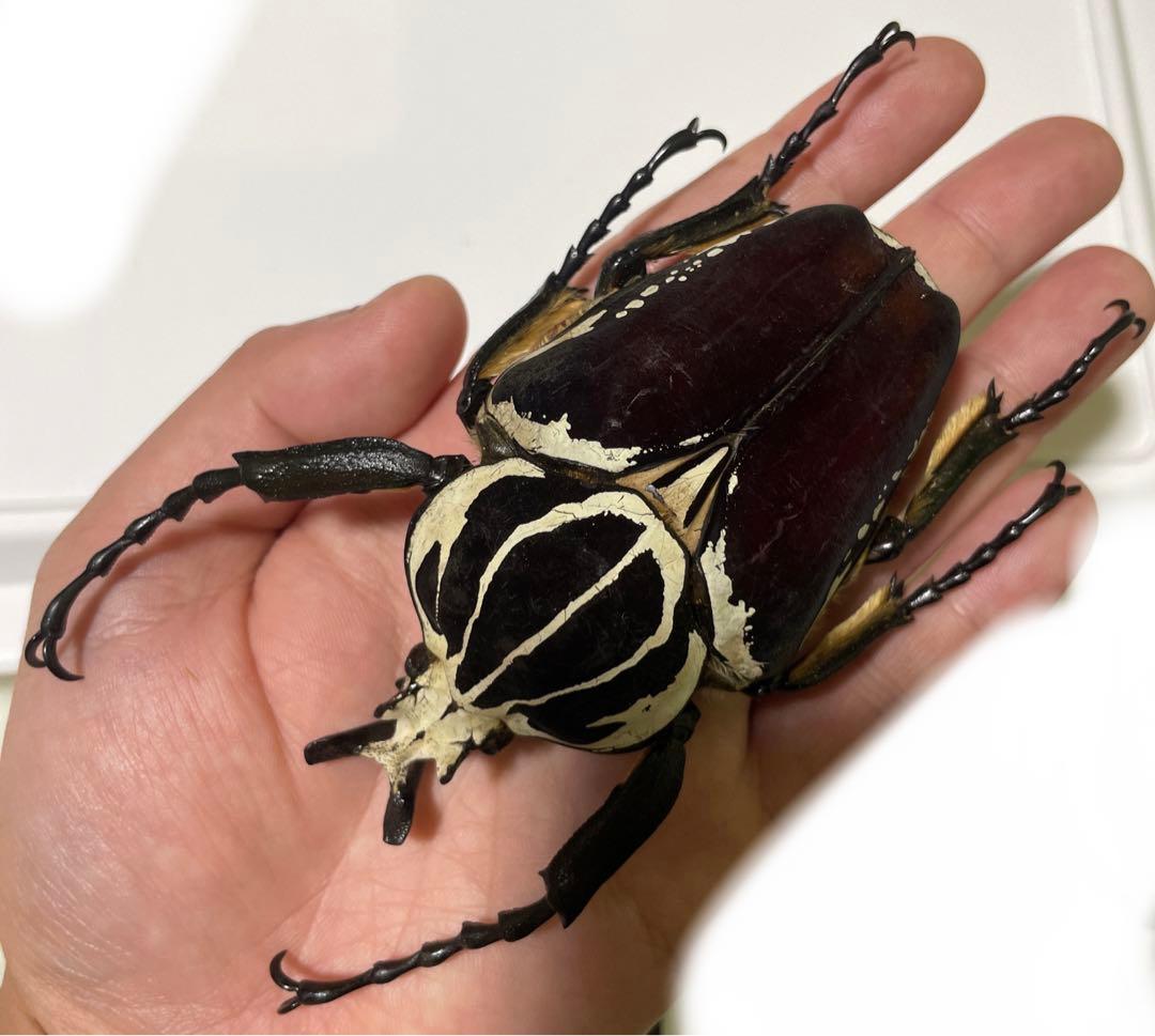 ゴライアス標本でかいかも？最終SALEもう下げません