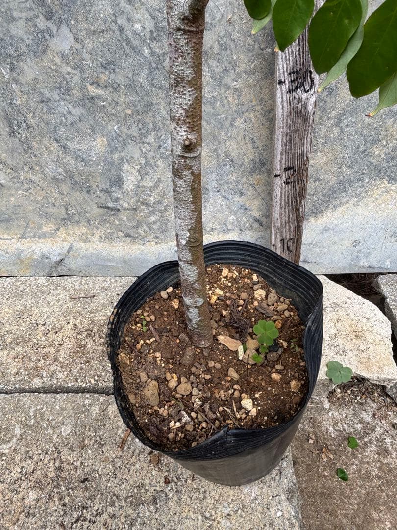 スターフルーツ　取り木苗木　1株