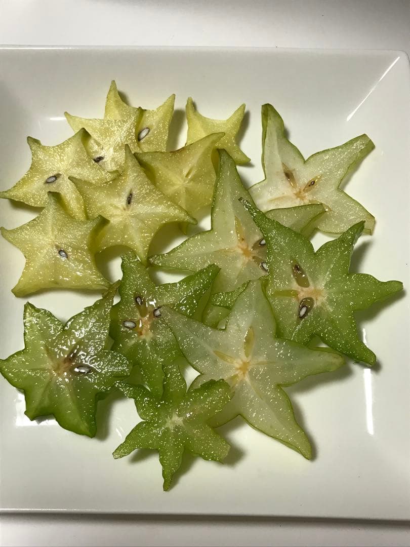 スターフルーツ　取り木苗木　1株