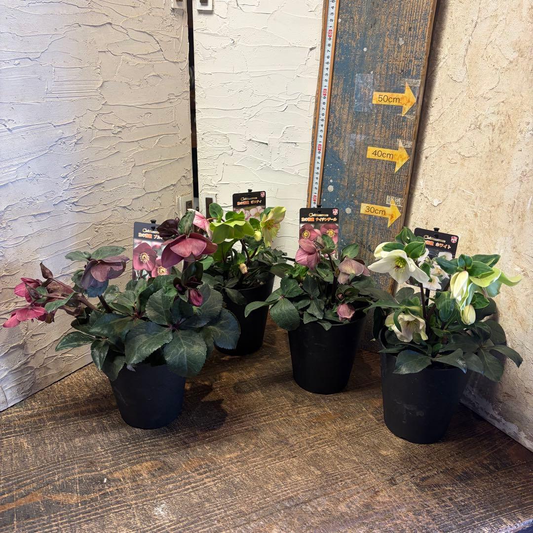 ぽ*ゃ様 【特選】　クリスマスローズ　氷の薔薇　5寸4種4鉢　ガーデニング