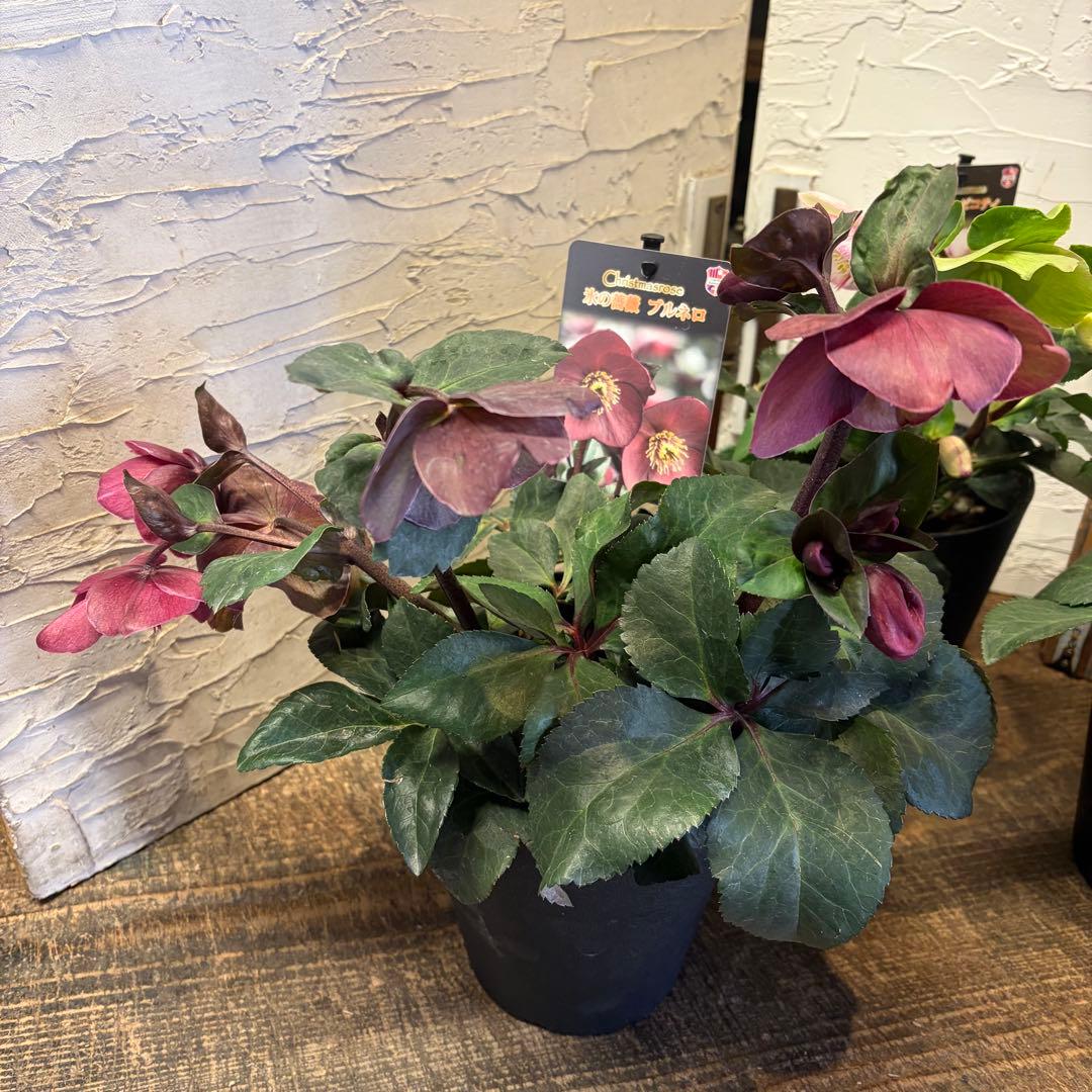 ぽ*ゃ様 【特選】　クリスマスローズ　氷の薔薇　5寸4種4鉢　ガーデニング