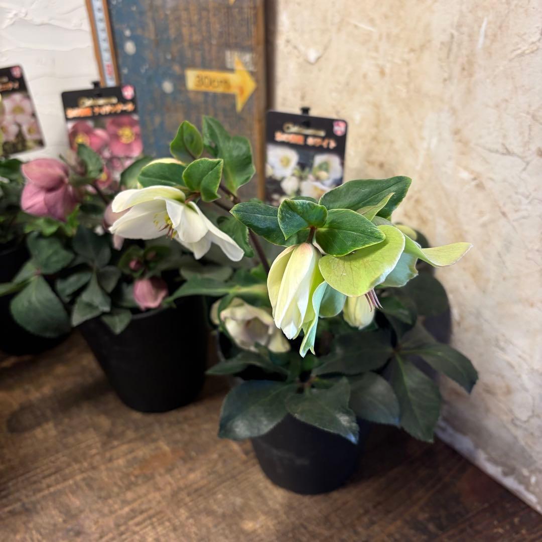 ぽ*ゃ様 【特選】　クリスマスローズ　氷の薔薇　5寸4種4鉢　ガーデニング