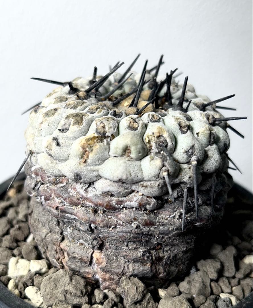 【超希少】現地球　コピアポア　シネレア　コルムナアルバ　孤竜丸　発根済　横幅6㎝