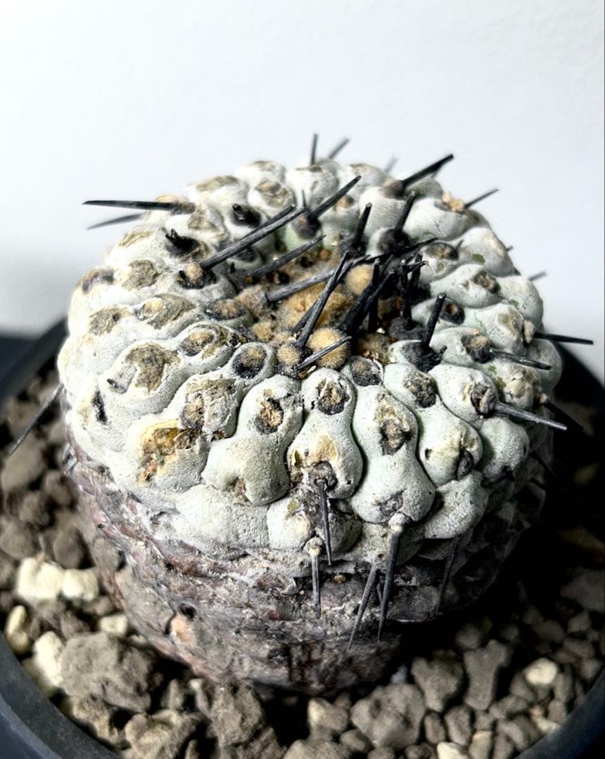 【超希少】現地球　コピアポア　シネレア　コルムナアルバ　孤竜丸　発根済　横幅6㎝