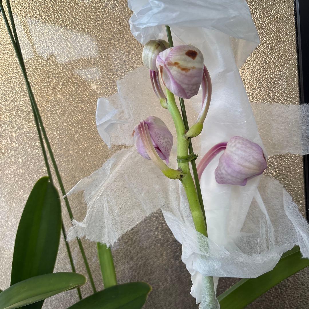 ぴ*け様 特大株　洋蘭　洋ラン　バンダ　2種セット　ピンク　ブルー