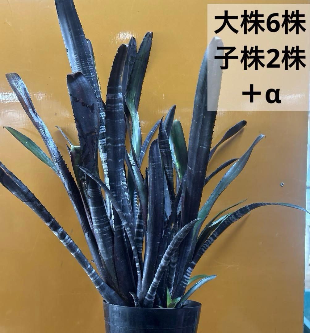 ビルベルギア　ダースベイダー　特大株②