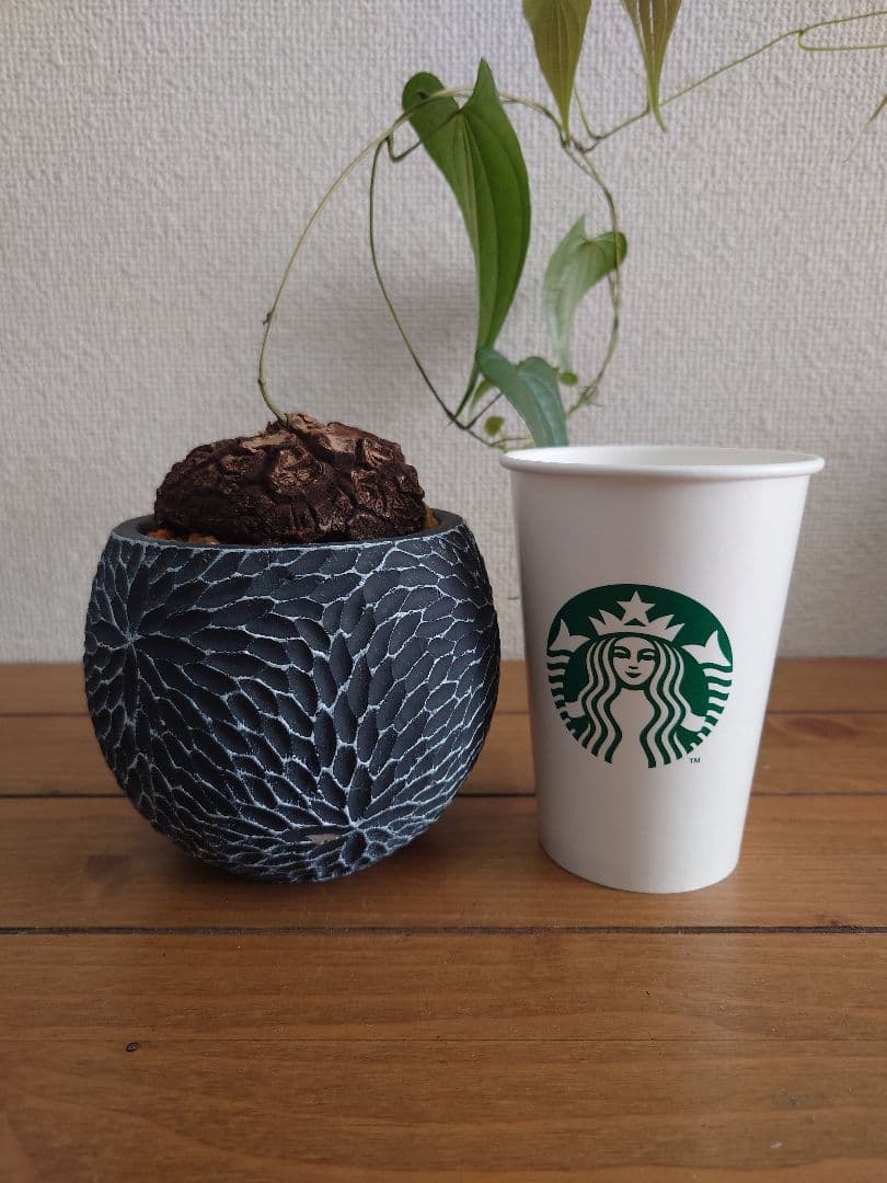 メキシコ亀甲竜 ベアルート株 発根済み ディオスコレア