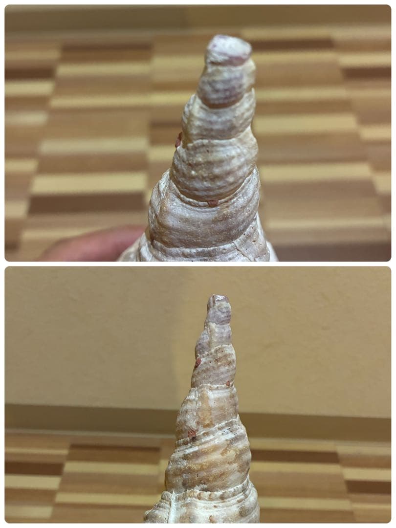 m*珠様 ★法螺貝　37.5cm ホラ貝★ 天然巻貝 置物