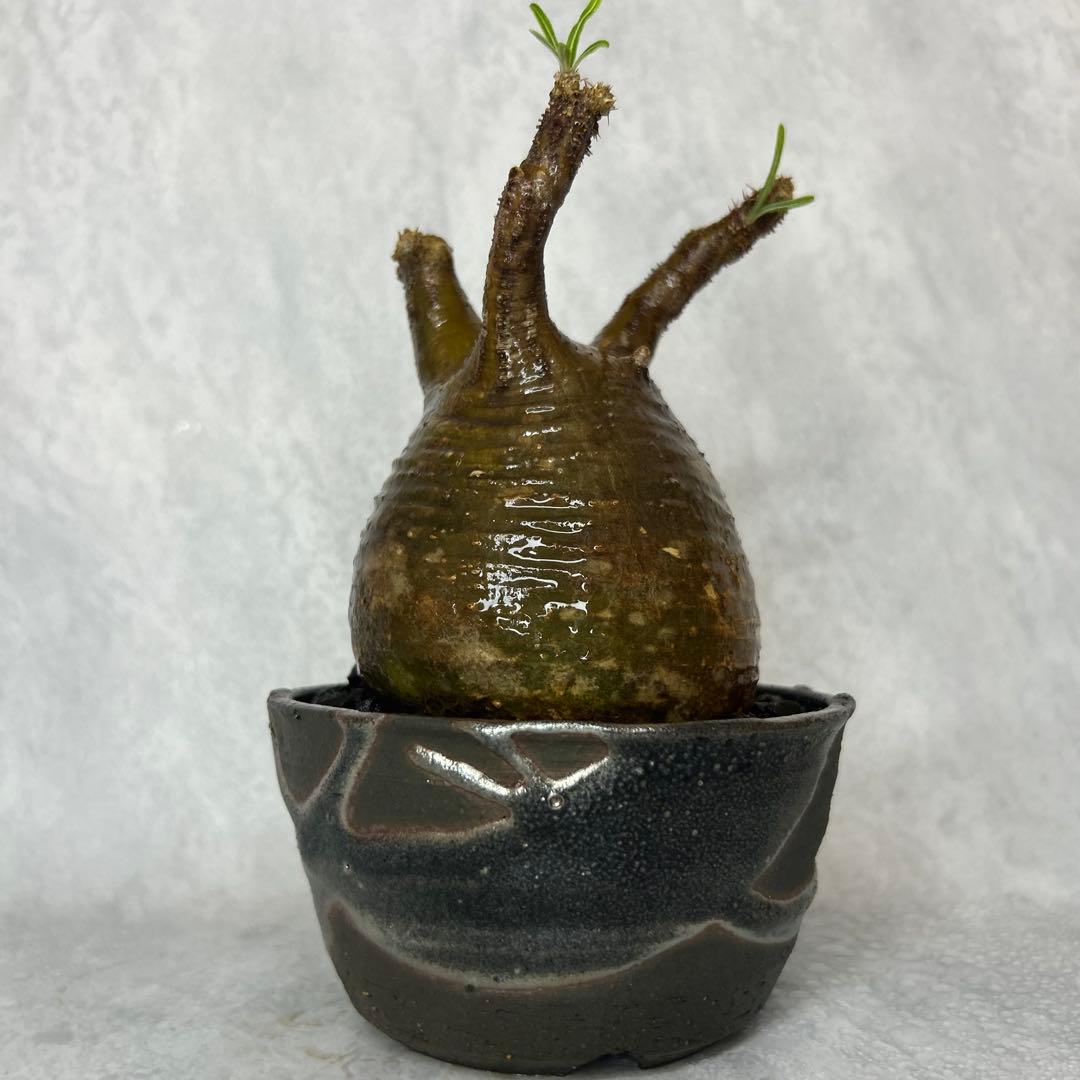 【1/13(火)限定価格】パキポディウム グラキリス 4.5号鉢入り(信楽焼)